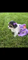 Purple female, a female Yorkipoo for sale in Noblesville, IN – 1 of 6