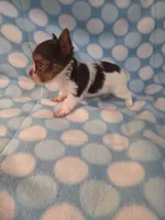 Squirt, a male Yorkshire Terrier for sale in Noblesville, IN – 4 of 4