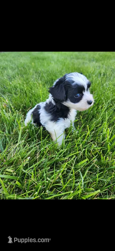 Male #5 – Yorkipoo puppy for sale in Noblesville, IN