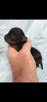 Male yorkie, a male Yorkshire Terrier for sale in Noblesville, IN – 2 of 5