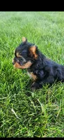 Male-blue, a male Yorkshire Terrier for sale in Noblesville, IN – 5 of 6