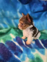 Tiny, a male Yorkshire Terrier for sale in Noblesville, IN – 4 of 7