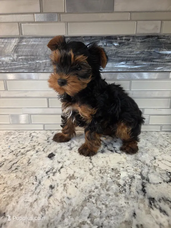 Male yorkie – Yorkshire Terrier puppy for sale in Noblesville, IN