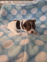 Chocolate, a male Yorkshire Terrier for sale in Noblesville, IN – 5 of 5