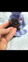 Male yorkie, a male Yorkshire Terrier for sale in Noblesville, IN – 4 of 5