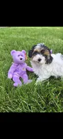 Purple female, a female Yorkipoo for sale in Noblesville, IN – 3 of 6