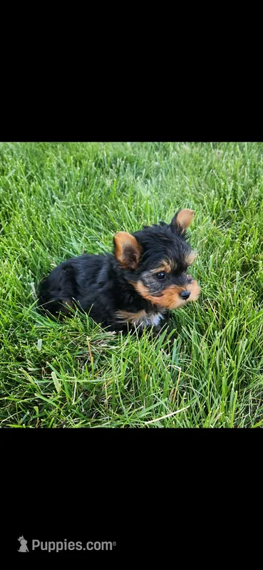 Male-blue – Yorkshire Terrier puppy for sale in Noblesville, IN