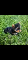 Male-blue, a male Yorkshire Terrier for sale in Noblesville, IN – 1 of 6