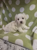 Green, a male Maltese for sale in Noblesville, IN – 3 of 6