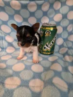 Vernor, a female Yorkshire Terrier for sale in Noblesville, IN – 2 of 5