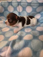 Chocolate, a male Yorkshire Terrier for sale in Noblesville, IN – 3 of 5