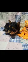Orange-male, a male Yorkshire Terrier for sale in Noblesville, IN – 3 of 7