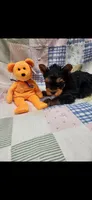Orange-male, a male Yorkshire Terrier for sale in Noblesville, IN – 7 of 7