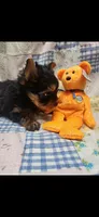 Orange-male, a male Yorkshire Terrier for sale in Noblesville, IN – 2 of 7