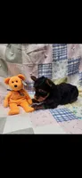 Orange-male, a male Yorkshire Terrier for sale in Noblesville, IN – 4 of 7