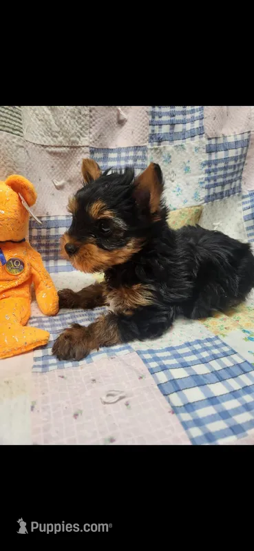 Orange-male – Yorkshire Terrier puppy for sale in Noblesville, IN