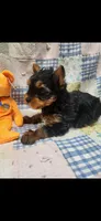 Orange-male, a male Yorkshire Terrier for sale in Noblesville, IN – 1 of 7