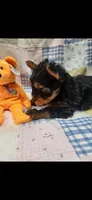 Orange-male, a male Yorkshire Terrier for sale in Noblesville, IN – 5 of 7