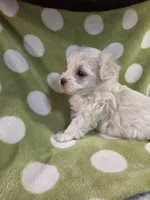 Green, a male Maltese for sale in Noblesville, IN – 6 of 6