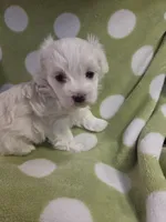 Green, a male Maltese for sale in Noblesville, IN – 5 of 6