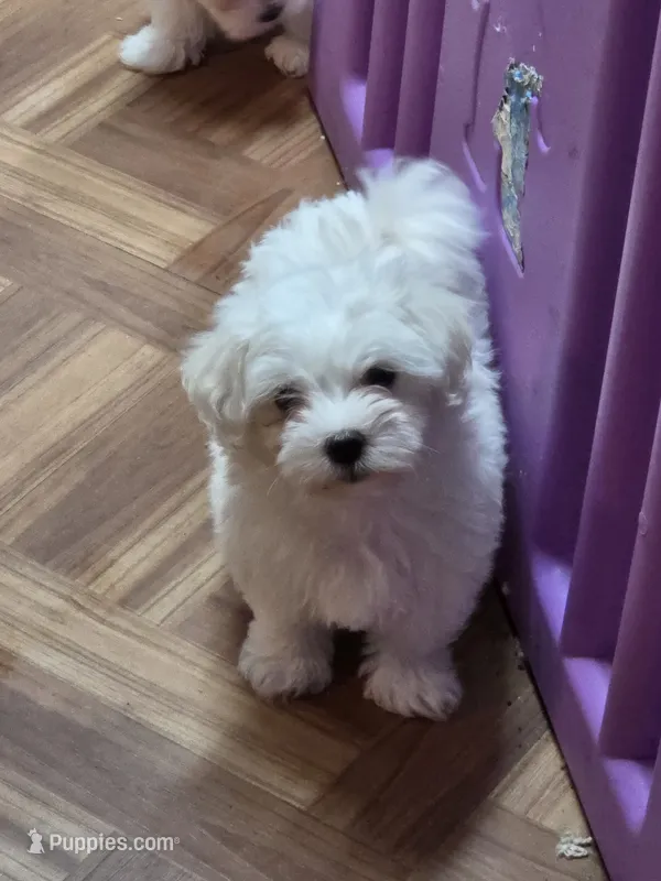 Green – Maltese puppy for sale in Noblesville, IN