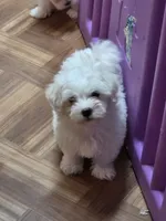 Green, a male Maltese for sale in Noblesville, IN – 1 of 3