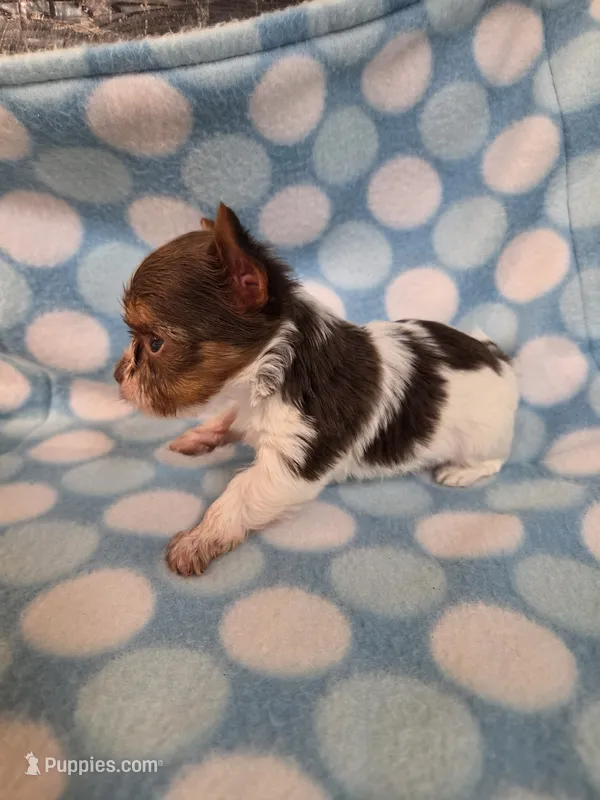 Squirt – Yorkshire Terrier puppy for sale in Noblesville, IN