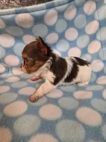 Squirt, a male Yorkshire Terrier for sale in Noblesville, IN – 1 of 4
