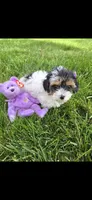 Purple female, a female Yorkipoo for sale in Noblesville, IN – 6 of 6