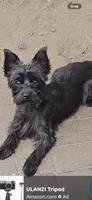Max, a male Yorkipoo for sale in Massillon, OH – 2 of 2
