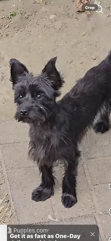 Max – Yorkipoo puppy for sale in Massillon, OH