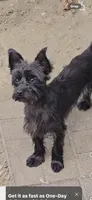 Max, a male Yorkipoo for sale in Massillon, OH – 1 of 2