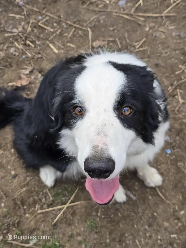 Yarrow – Border Collie puppy for sale in East Brady, PA