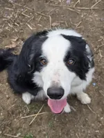 Yarrow, a male Border Collie for sale in East Brady, PA – Photo 1 of 4