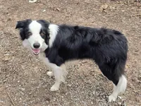 Yarrow, a male Border Collie for sale in East Brady, PA – Photo 2 of 4