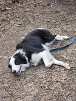 Yarrow, a male Border Collie for sale in East Brady, PA – Photo 4 of 4