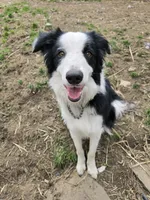 Yarrow, a male Border Collie for sale in East Brady, PA – Photo 3 of 4