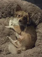 Rhys, a male Chihuahua for sale in East Brady, PA – Photo 2 of 5