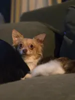 Rhys, a male Chihuahua for sale in East Brady, PA – Photo 3 of 5