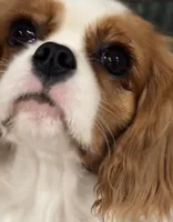 AKC London , a female Cavalier King Charles Spaniel for sale in Newbury Park, CA – Photo 3 of 7