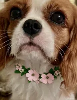 AKC London , a female Cavalier King Charles Spaniel for sale in Newbury Park, CA – Photo 4 of 7