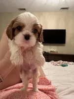 AKC London , a female Cavalier King Charles Spaniel for sale in Newbury Park, CA – Photo 6 of 7