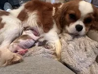 AKC London , a female Cavalier King Charles Spaniel for sale in Newbury Park, CA – Photo 5 of 7