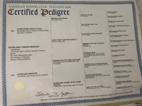 AKC London , a female Cavalier King Charles Spaniel for sale in Newbury Park, CA – Photo 7 of 7