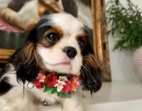 AKC Flower, a female Cavalier King Charles Spaniel for sale in Newbury Park, CA – Photo 1 of 4