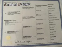 AKC Flower, a female Cavalier King Charles Spaniel for sale in Newbury Park, CA – Photo 4 of 4