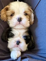 AKC Flower, a female Cavalier King Charles Spaniel for sale in Newbury Park, CA – Photo 2 of 4