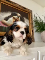 AKC Flower, a female Cavalier King Charles Spaniel for sale in Newbury Park, CA – Photo 3 of 4