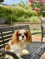 Oliver , a male Cavalier King Charles Spaniel for sale in Newbury Park, CA – 3 of 5