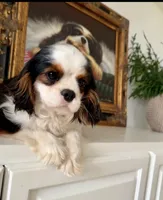 Flower, a female Cavalier King Charles Spaniel for sale in Newbury Park, CA – Photo 2 of 3